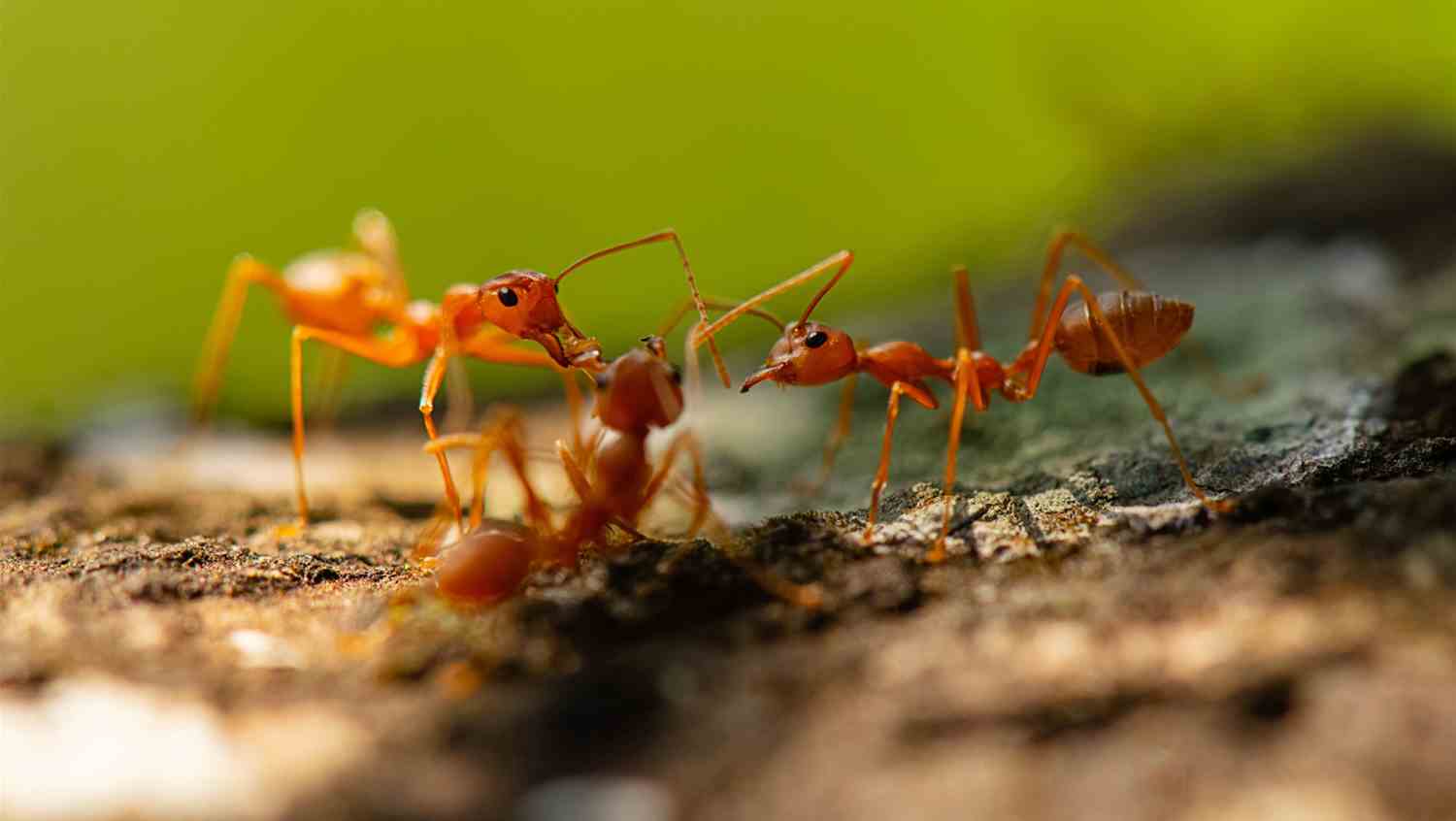 Behind the Scenes at OSP: How Strong Process Builds Creative Success